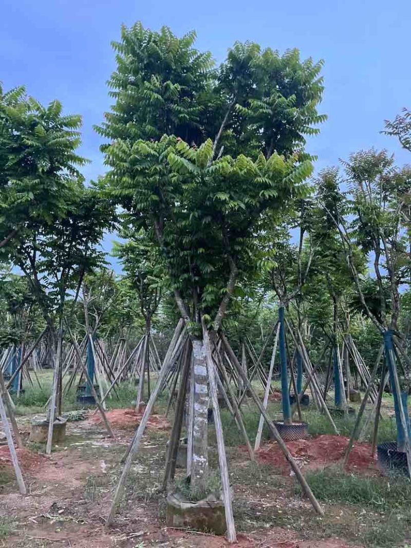 精品全冠麻楝基地直销规格齐全有需要的老板欢迎来电洽谈合作