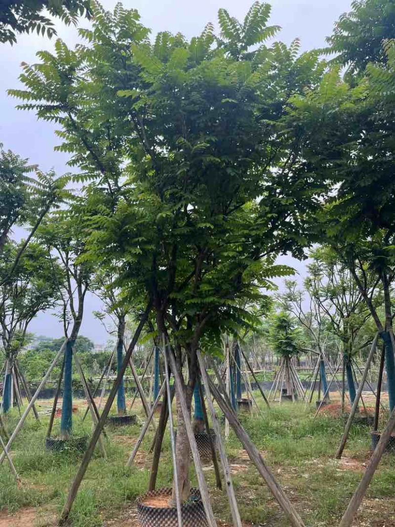 精品全冠麻楝基地直销规格齐全有需要的老板欢迎来电洽谈合作