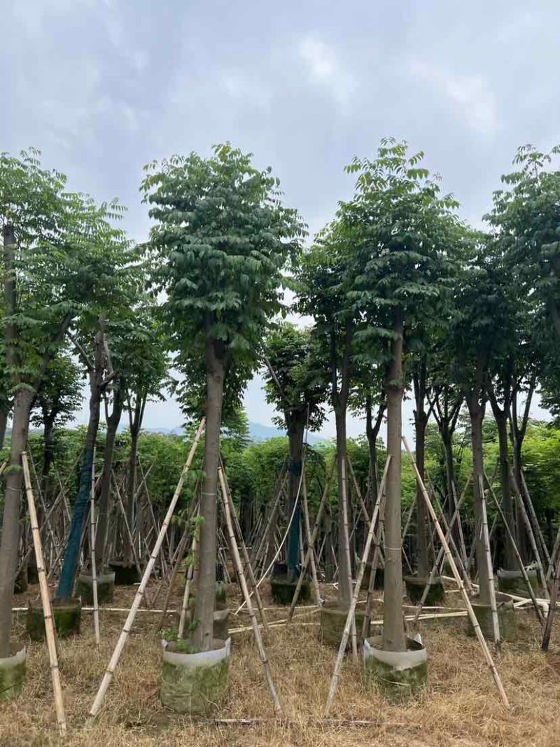 复羽叶栾树黄山栾树国庆花基地直销规格齐全欢迎老板来电