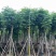 复羽叶栾树黄山栾树国庆花基地直销规格齐全欢迎老板来电