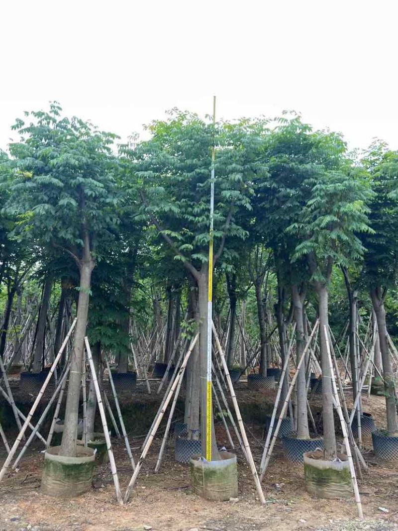 复羽叶栾树黄山栾树国庆花基地直销规格齐全欢迎老板来电