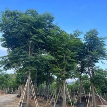 复羽叶栾树黄山栾树国庆花基地直销规格齐全欢迎老板来电