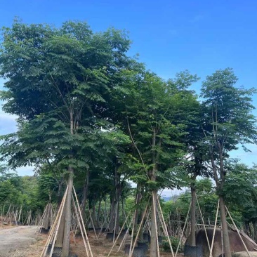 复羽叶栾树黄山栾树国庆花基地直销规格齐全欢迎老板来电