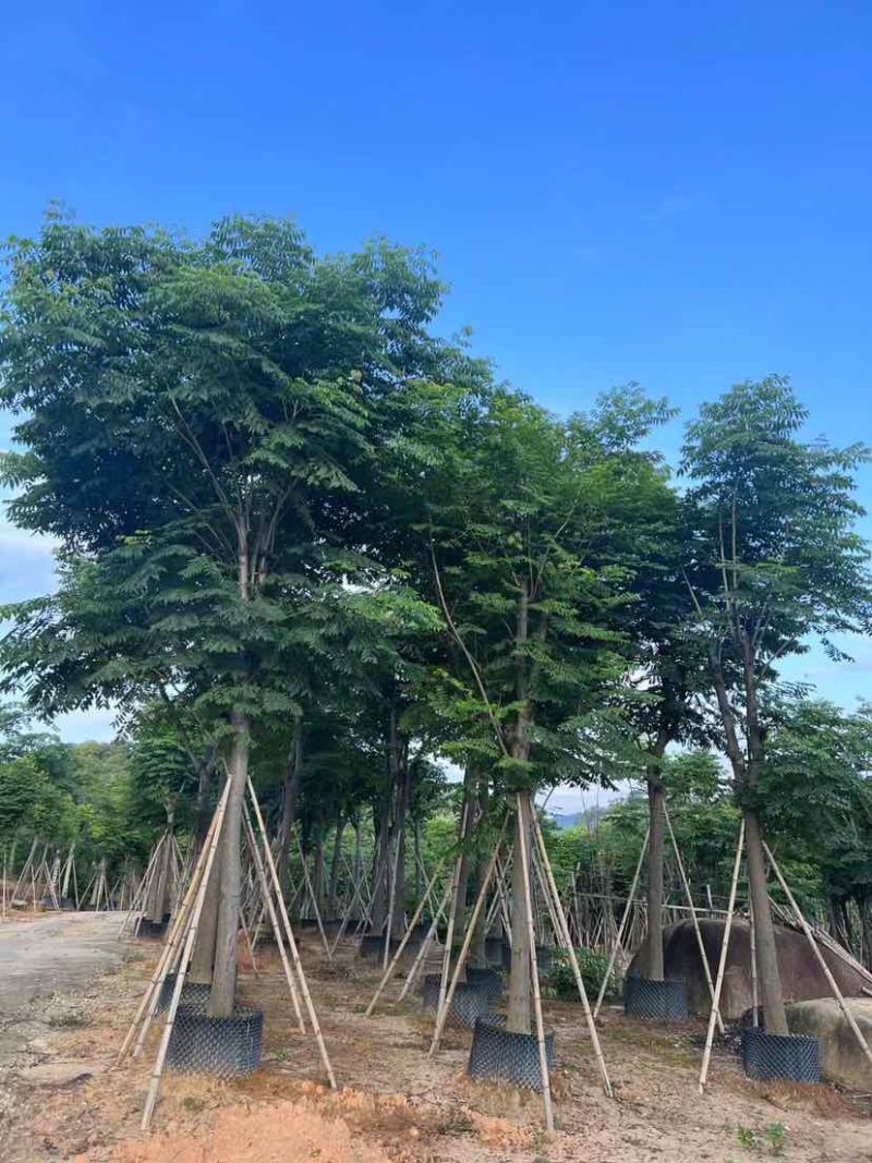 复羽叶栾树黄山栾树国庆花基地直销规格齐全欢迎老板来电