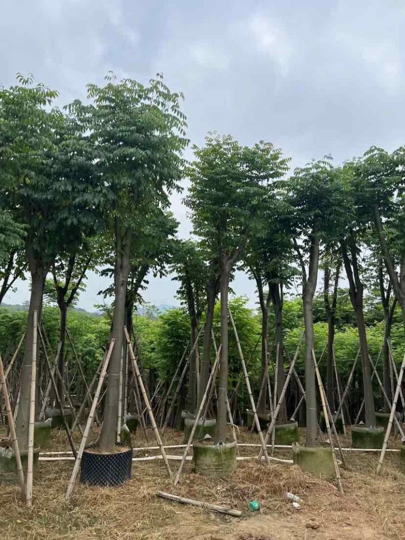 复羽叶栾树黄山栾树国庆花基地直销规格齐全欢迎老板来电