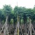 复羽叶栾树黄山栾树国庆花基地直销规格齐全欢迎老板来电