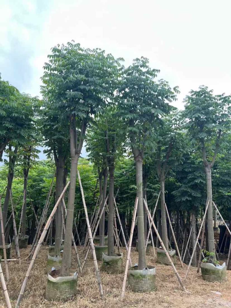 复羽叶栾树黄山栾树国庆花基地直销规格齐全欢迎老板来电