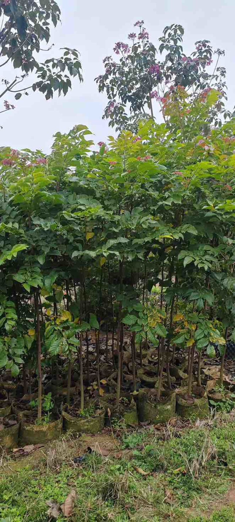 原生苗麻楝基地直销规格齐全有需要的老板欢迎来电洽谈合作