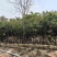 原生苗麻楝基地直销规格齐全有需要的老板欢迎来电洽谈合作