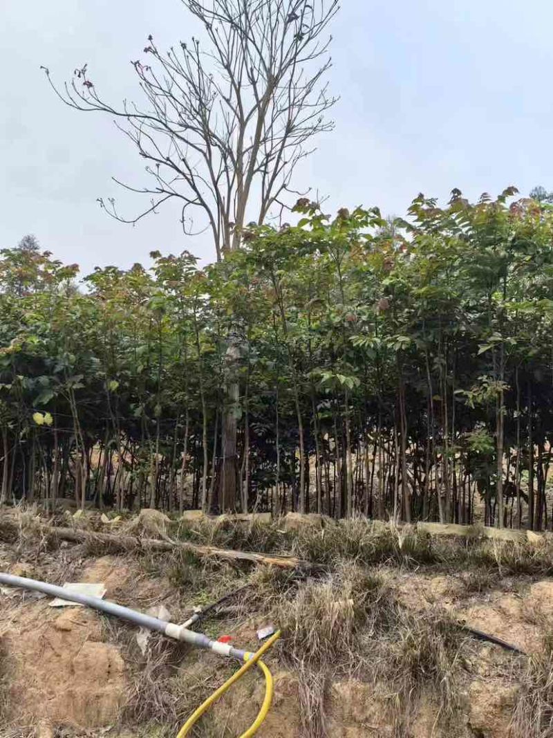 原生苗麻楝基地直销规格齐全有需要的老板欢迎来电洽谈合作
