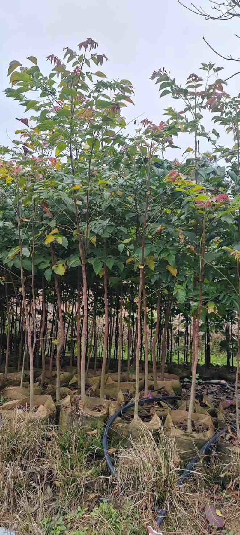 原生苗麻楝基地直销规格齐全有需要的老板欢迎来电洽谈合作