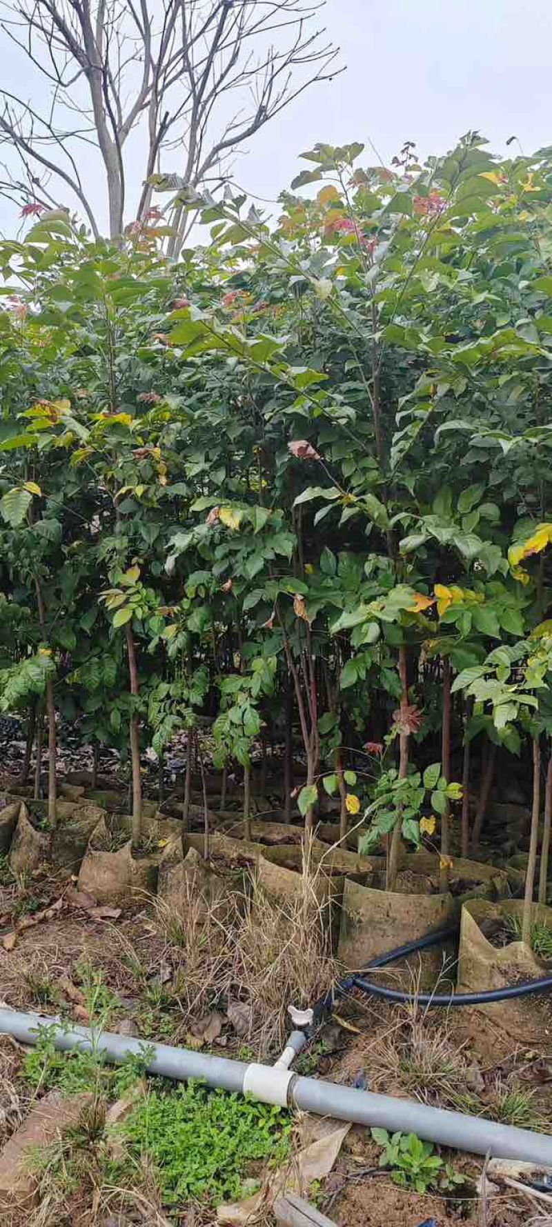 原生苗麻楝基地直销规格齐全有需要的老板欢迎来电洽谈合作