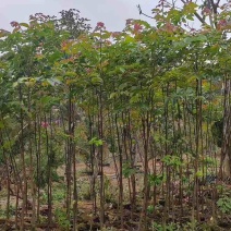 原生苗麻楝基地直销规格齐全有需要的老板欢迎来电洽谈合作