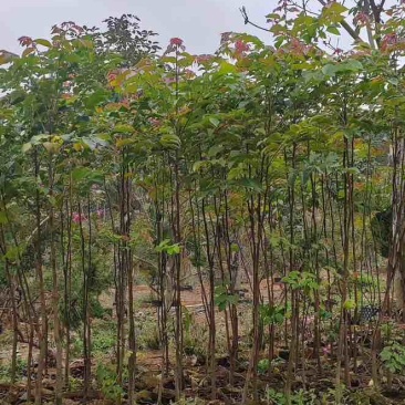 原生苗麻楝基地直销规格齐全有需要的老板欢迎来电洽谈合作