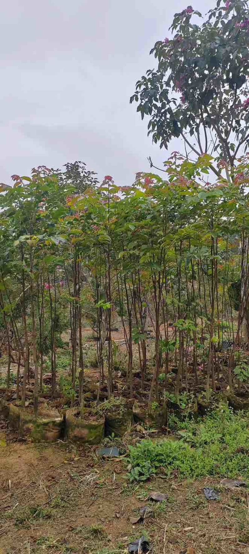 原生苗麻楝基地直销规格齐全有需要的老板欢迎来电洽谈合作