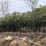 原生苗麻楝基地直销规格齐全有需要的老板欢迎来电洽谈合作