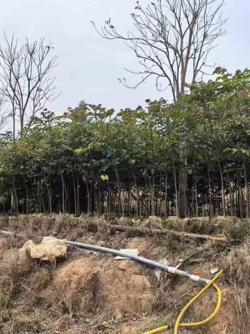 原生苗麻楝基地直销规格齐全有需要的老板欢迎来电洽谈合作