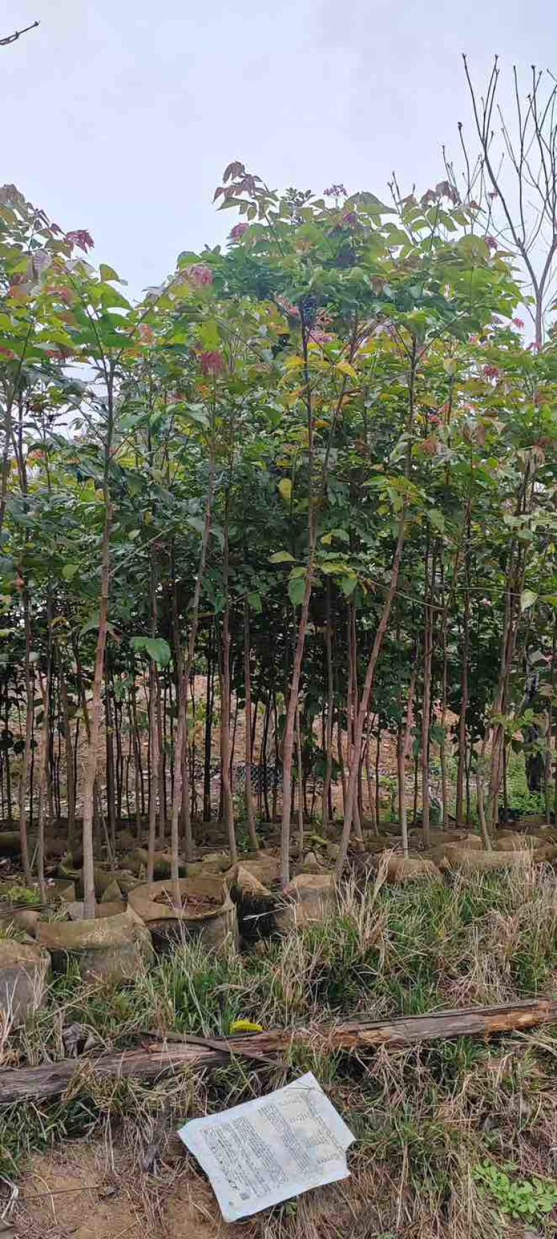 原生苗麻楝基地直销规格齐全有需要的老板欢迎来电洽谈合作