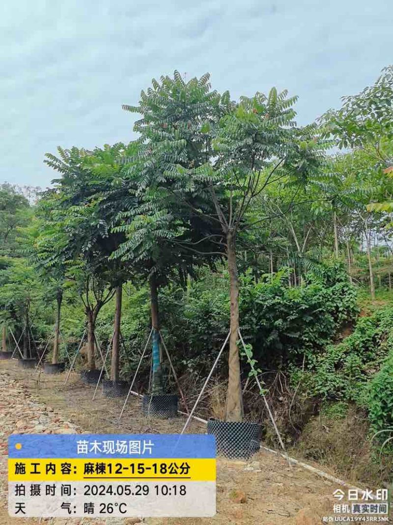 麻楝基地直销规格齐全有需要的老板欢迎来电洽谈合作