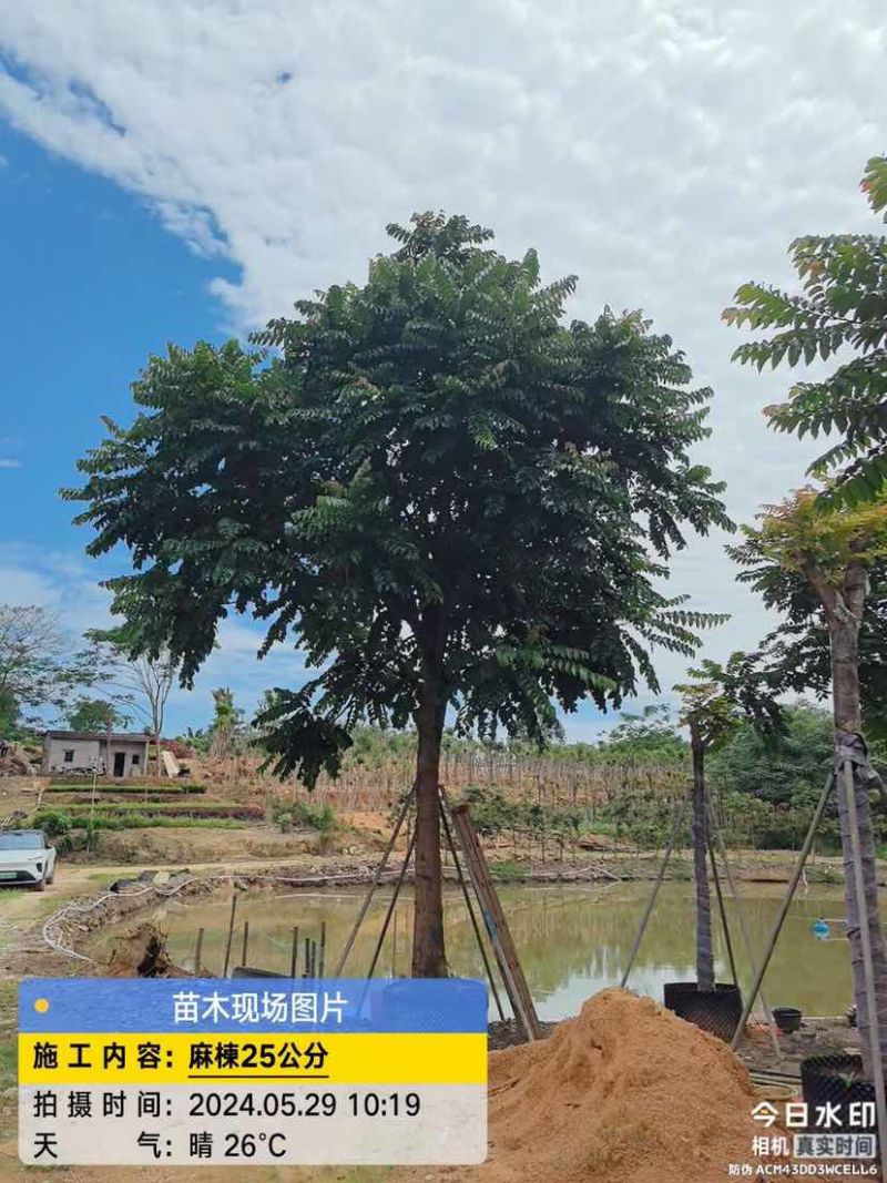 麻楝基地直销规格齐全有需要的老板欢迎来电洽谈合作