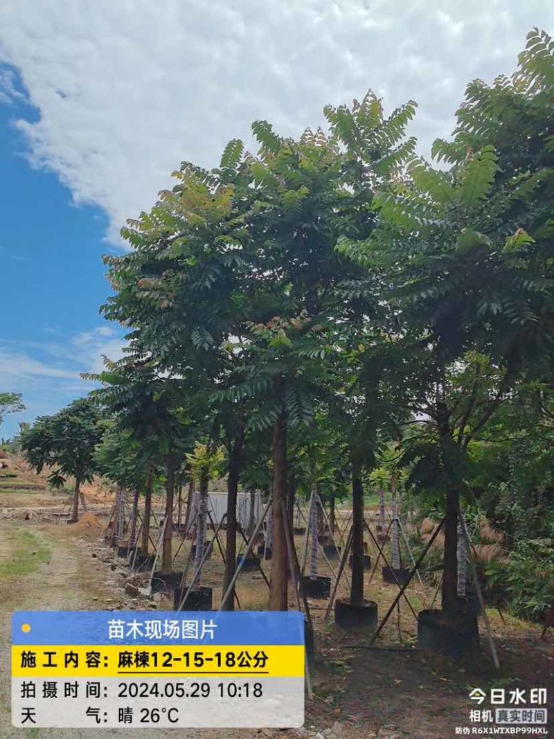 麻楝基地直销规格齐全有需要的老板欢迎来电洽谈合作