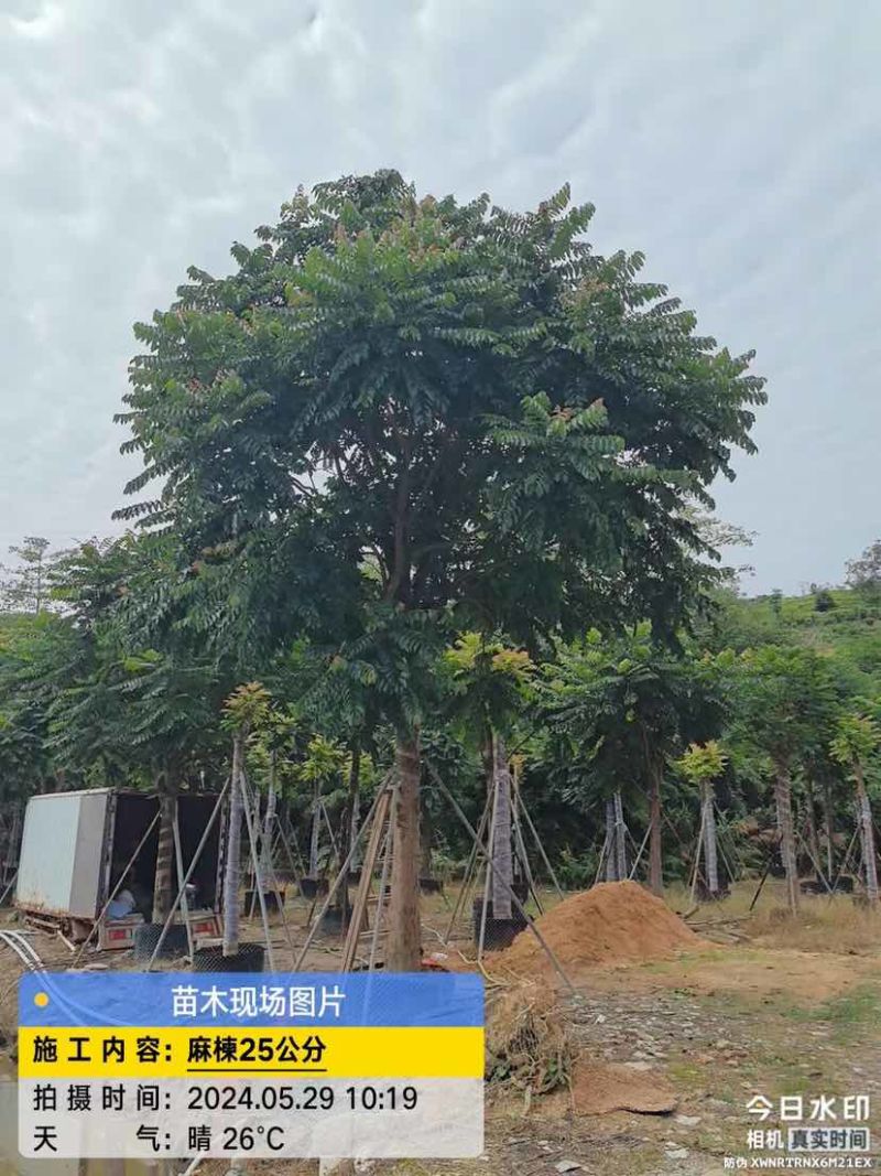麻楝基地直销规格齐全有需要的老板欢迎来电洽谈合作