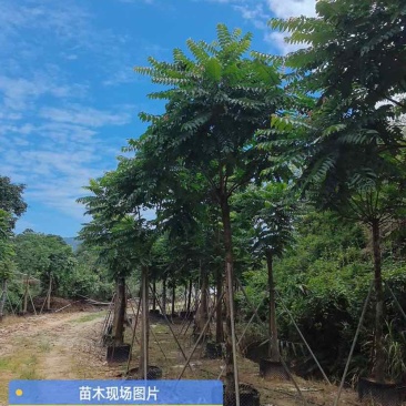 麻楝基地直销规格齐全有需要的老板欢迎来电洽谈合作
