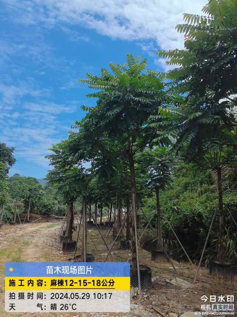 麻楝基地直销规格齐全有需要的老板欢迎来电洽谈合作