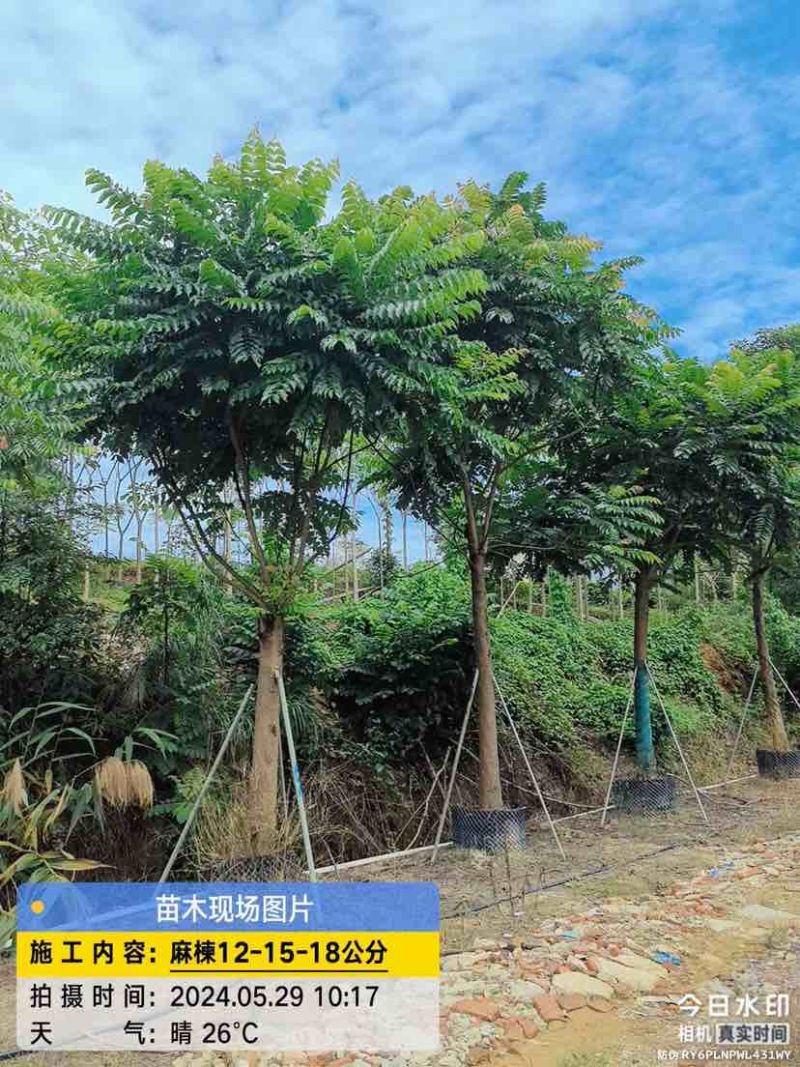 麻楝基地直销规格齐全有需要的老板欢迎来电洽谈合作