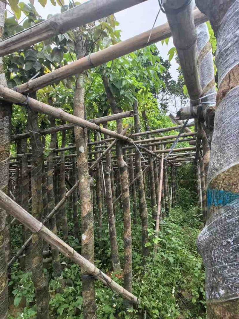 秋枫树基地直销规格齐全有需要的老板欢迎来电洽谈合作
