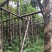 秋枫树基地直销规格齐全有需要的老板欢迎来电洽谈合作