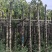 秋枫树基地直销规格齐全有需要的老板欢迎来电洽谈合作