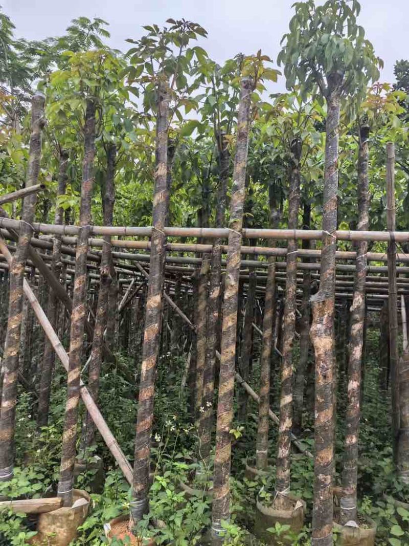 秋枫树基地直销规格齐全有需要的老板欢迎来电洽谈合作