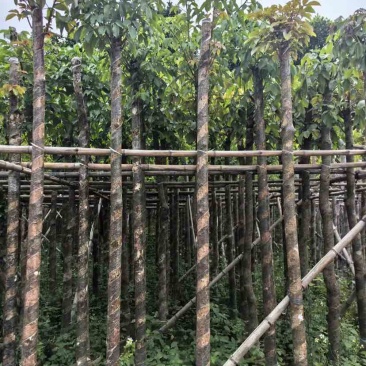 秋枫树基地直销规格齐全有需要的老板欢迎来电洽谈合作
