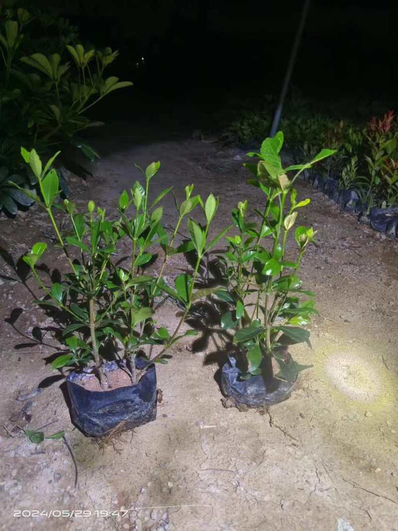 大叶/中叶/小叶栀子花中袋小袋基地直销质量优质欢迎来电