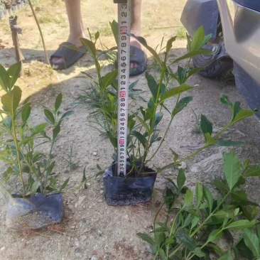 大叶/中叶/小叶栀子花中袋小袋基地直销质量优质欢迎来电