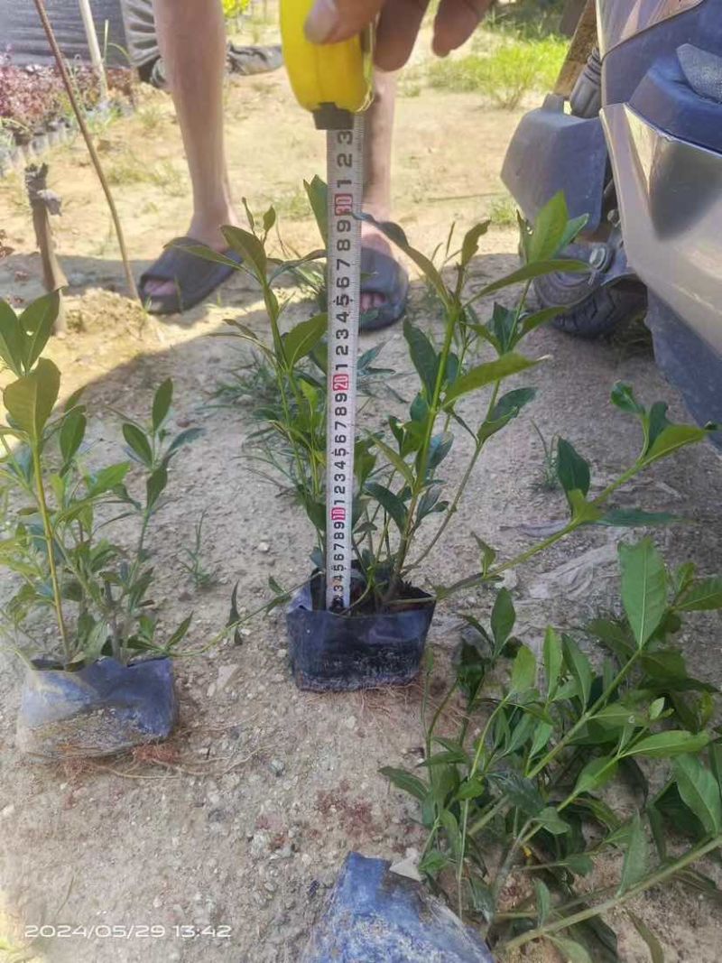 大叶/中叶/小叶栀子花中袋小袋基地直销质量优质欢迎来电