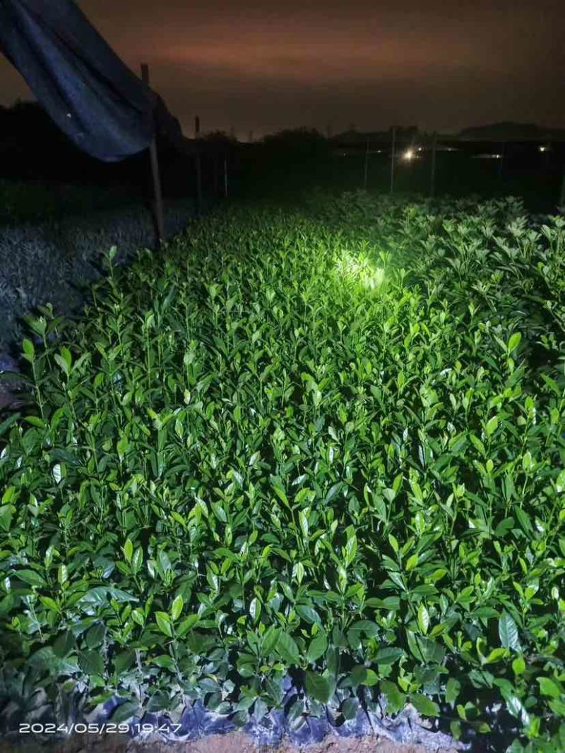 大叶/中叶/小叶栀子花中袋小袋基地直销质量优质欢迎来电