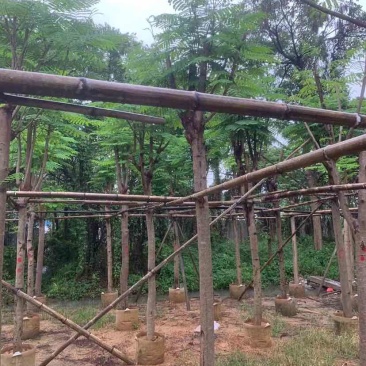 凤凰树（红花楹树）基地直销规格齐全有需要的老板欢迎来电