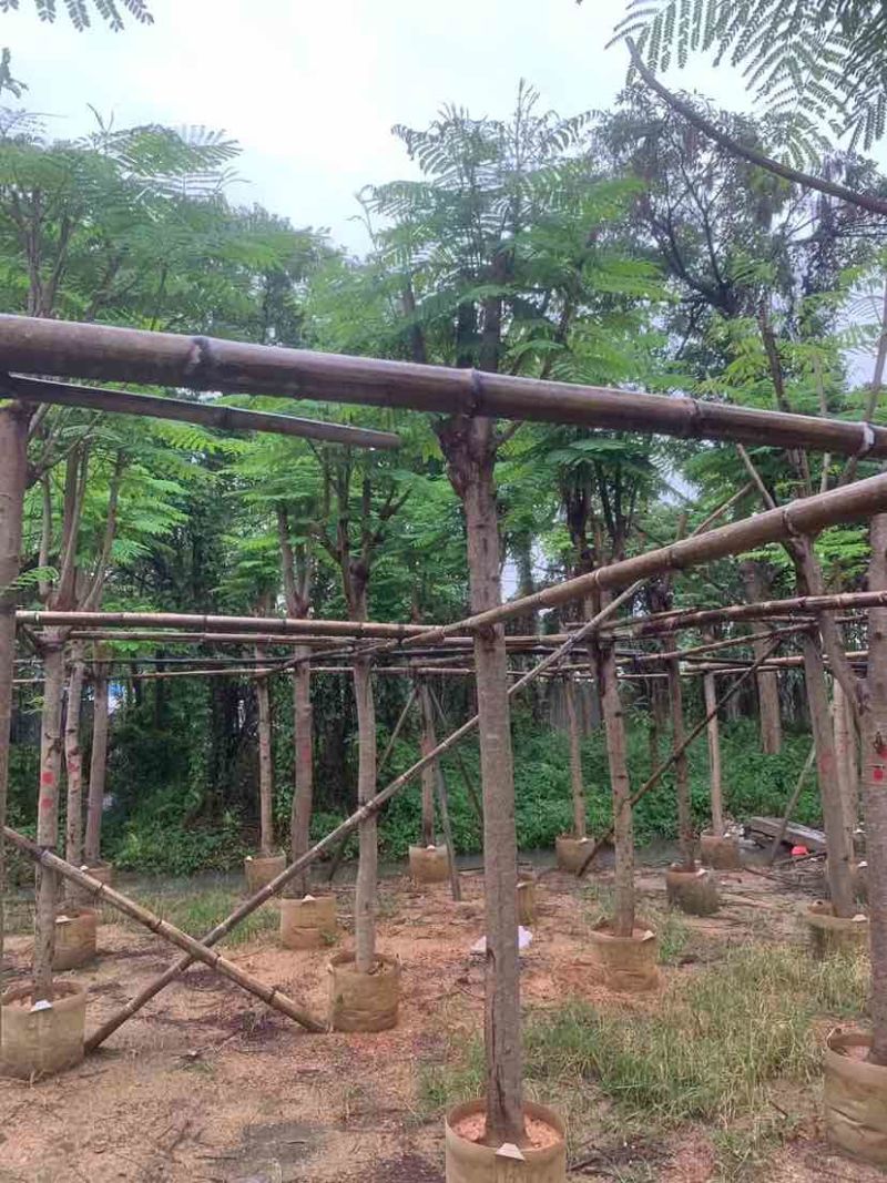 凤凰树（红花楹树）基地直销规格齐全有需要的老板欢迎来电