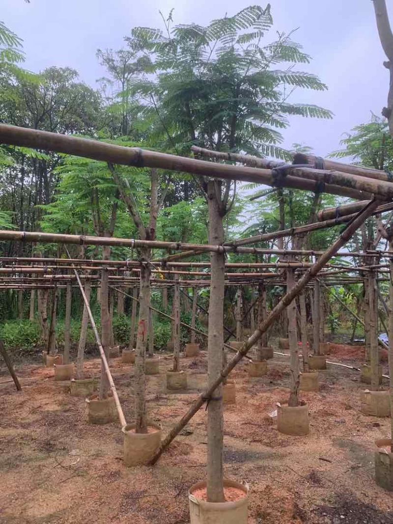 凤凰树（红花楹树）基地直销规格齐全有需要的老板欢迎来电