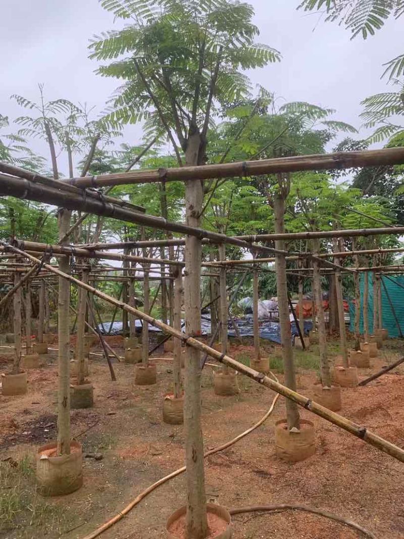 凤凰树（红花楹树）基地直销规格齐全有需要的老板欢迎来电