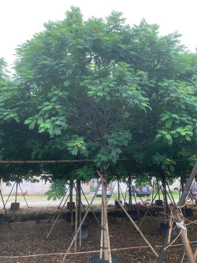 黄花槐基地直销规格齐全有需要的老板欢迎来电洽谈合作