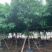 黄花槐基地直销规格齐全有需要的老板欢迎来电洽谈合作