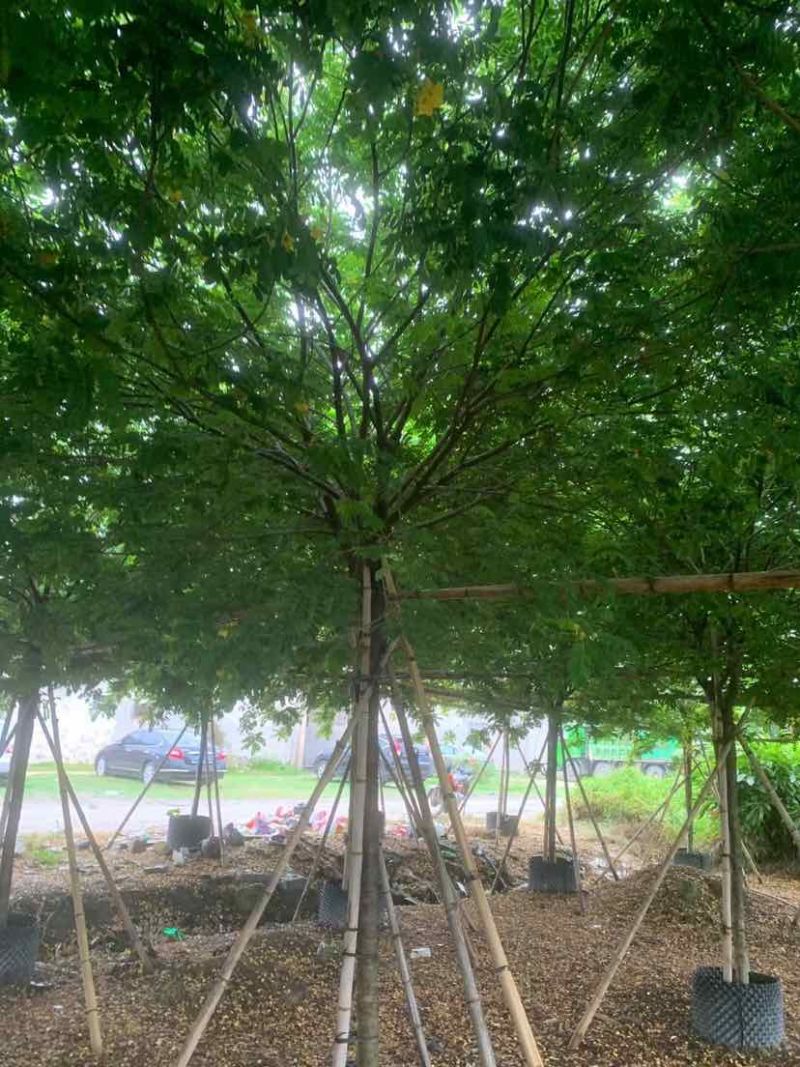 黄花槐基地直销规格齐全有需要的老板欢迎来电洽谈合作