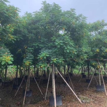 黄花槐基地直销规格齐全有需要的老板欢迎来电洽谈合作