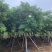 黄花槐基地直销规格齐全有需要的老板欢迎来电洽谈合作