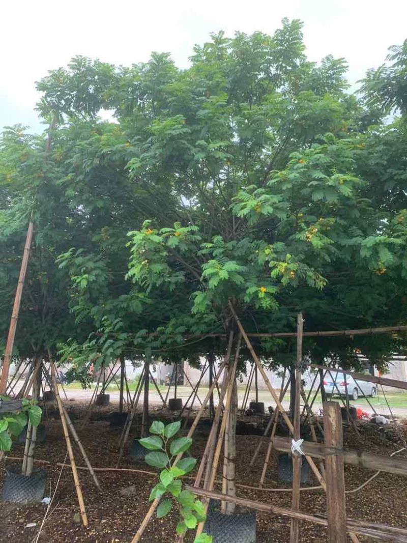黄花槐基地直销规格齐全有需要的老板欢迎来电洽谈合作