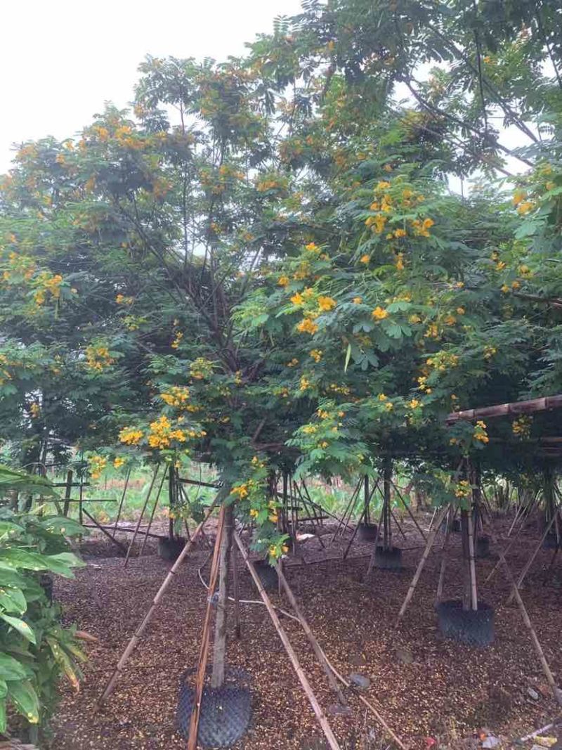 黄花槐基地直销规格齐全有需要的老板欢迎来电洽谈合作