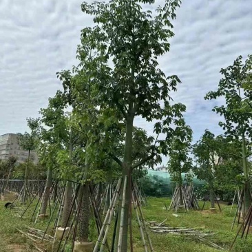 美人树/美丽异木棉基地直销规格齐全有需要的老板欢迎来电